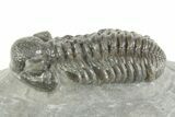Phacopid (Adrisiops) Trilobite - Jbel Oudriss, Morocco #377016-1